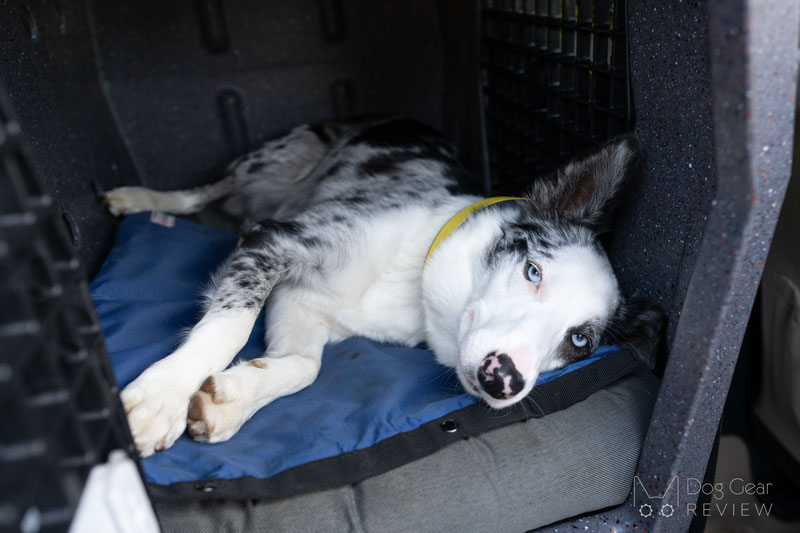 Cooler Dog Hydro Cooling Mat Review | Dog Gear Review