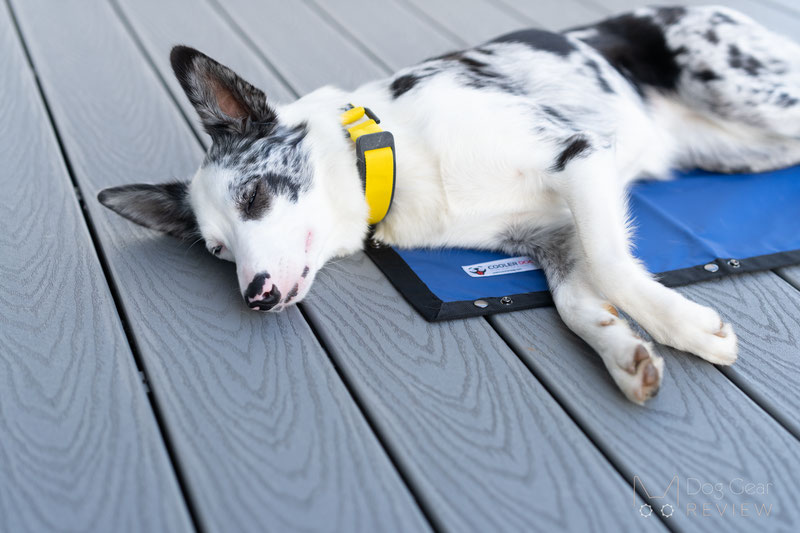 Cooler Dog Hydro Cooling Mat Review | Dog Gear Review