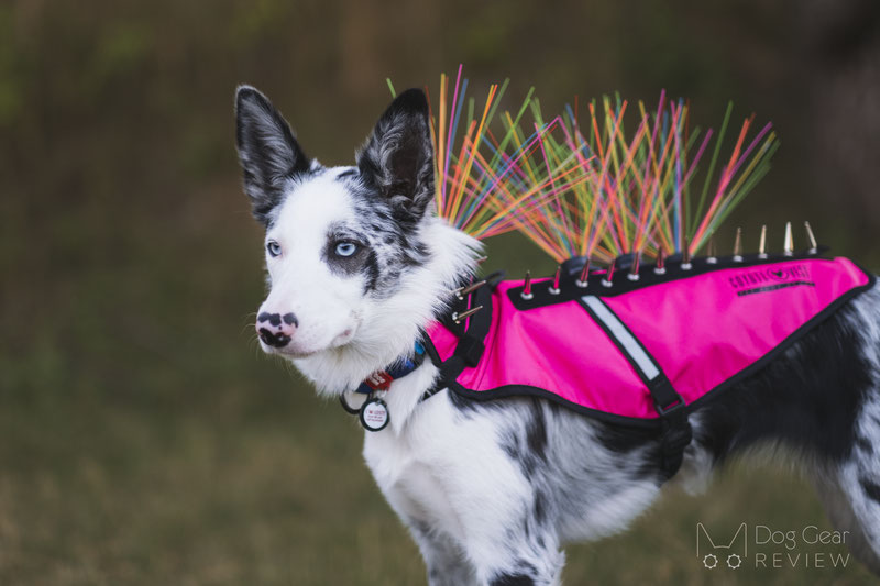 This couple's dog was taken by a coyote. They created CoyoteVest body armor  to save other pets