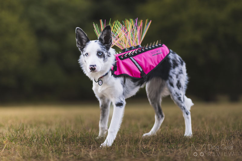 CoyoteVest Pet Body Armor