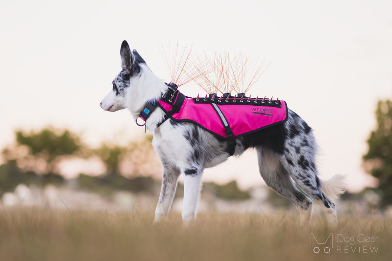 CoyoteVest - Pet Body Armor Review | Dog Gear Review