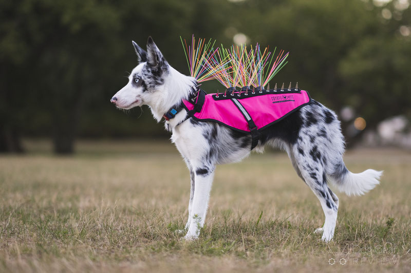 Shark tank store dog coyote vest