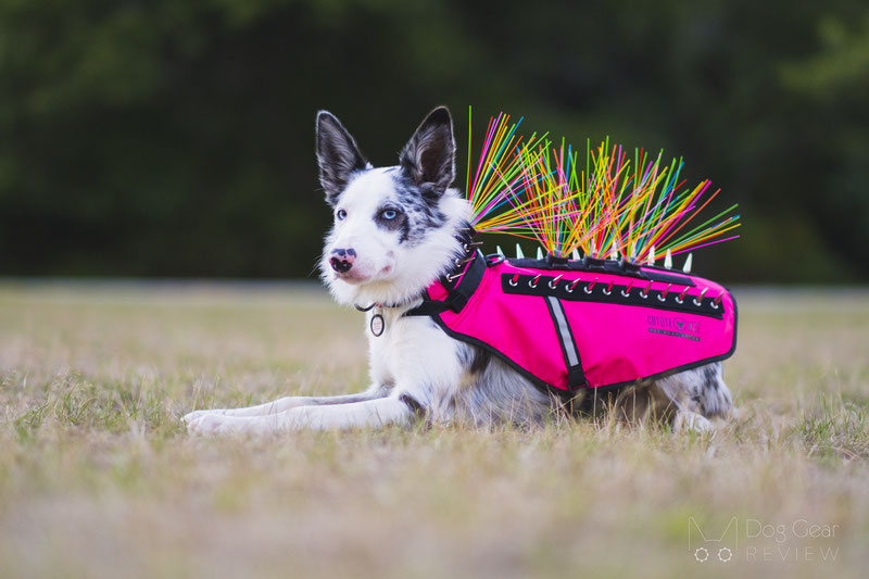 CoyoteVest - Sadie looks so happy in her CoyoteVest pet body armor