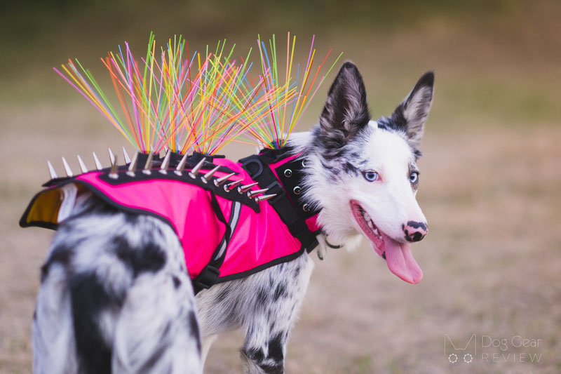 CoyoteVest uses flashy spikes to deter coyotes from attacking our