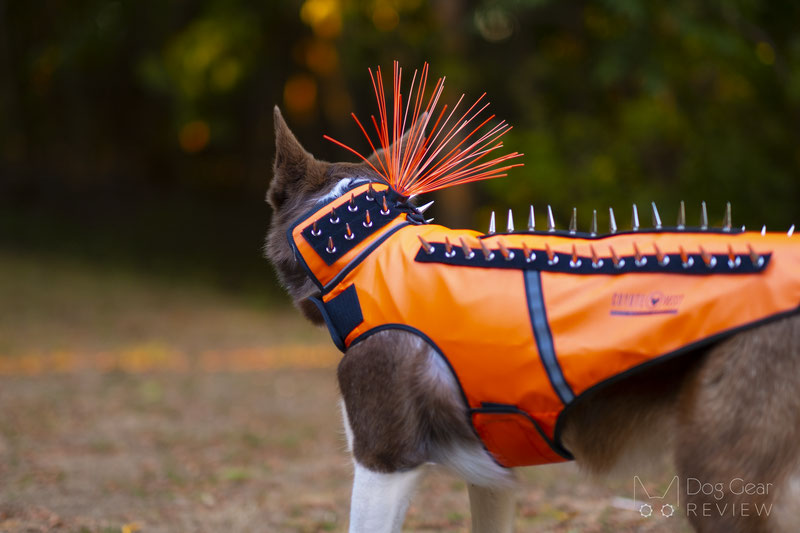 Spiked Vest Stop Coyotes From Killing Dogs And Hawks From Flying