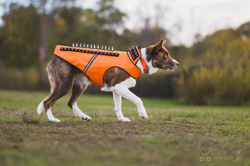 CoyoteSpikes – CoyoteVest