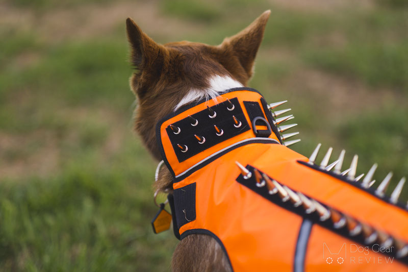 Coyote Vest - SpikeVest Review | Dog Gear Review