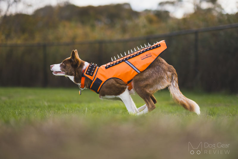 CoyoteVest - Sadie looks so happy in her CoyoteVest pet body armor