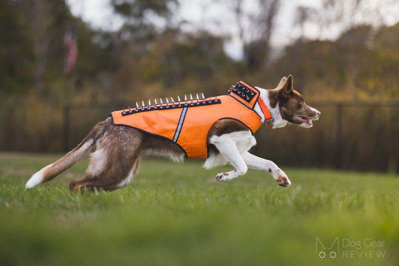 Coyote Vest - SpikeVest Review | Dog Gear Review