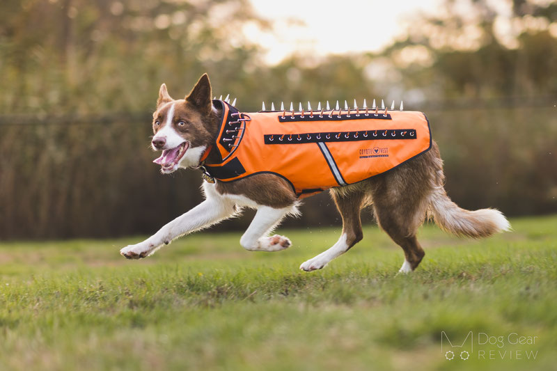 what dogs protect against coyotes