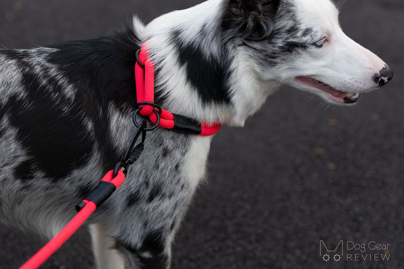 Cross Winds Leather Leash and Collar Review | Dog Gear Review