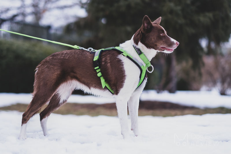 Breathe Comfort Padded Green Dog Coat - Pet Care By Post