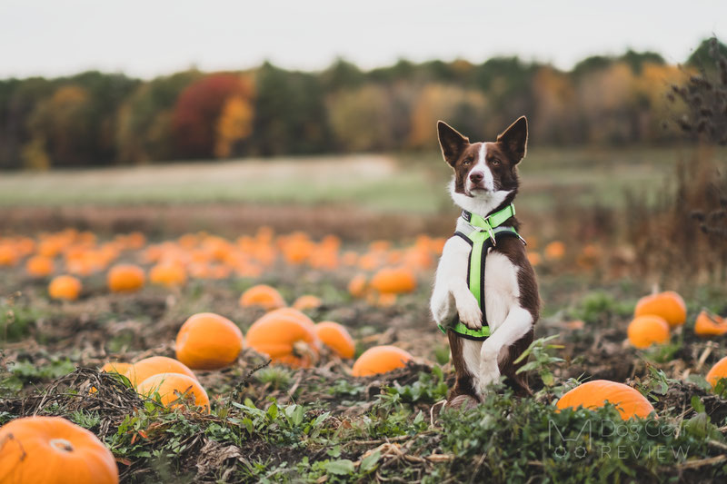 CTC Dog Gear USA 1-Dog Starter Kit Review | Dog Gear Review