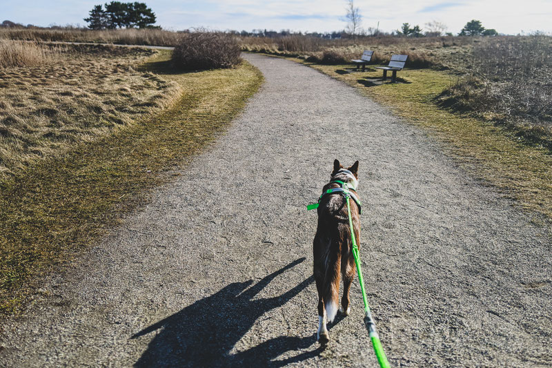 CTC Dog Gear USA 1-Dog Starter Kit Review | Dog Gear Review