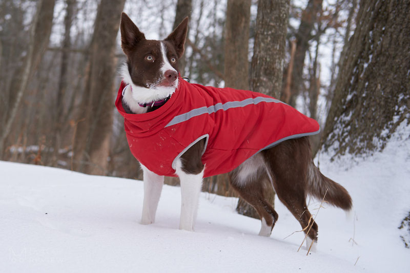 Didog Winter Jacket Review | Dog Gear Review