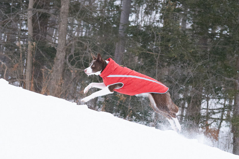Didog Winter Jacket Review | Dog Gear Review