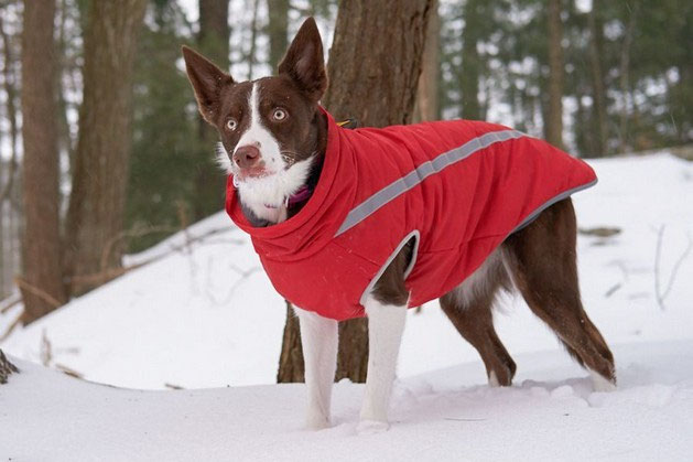 Didog Winter Small Dog Coats,Waterproof Jackets with Harness & D Rings,Warm Zip Up Cold Weather Coats for Puppy & Cats Walking Hiking 