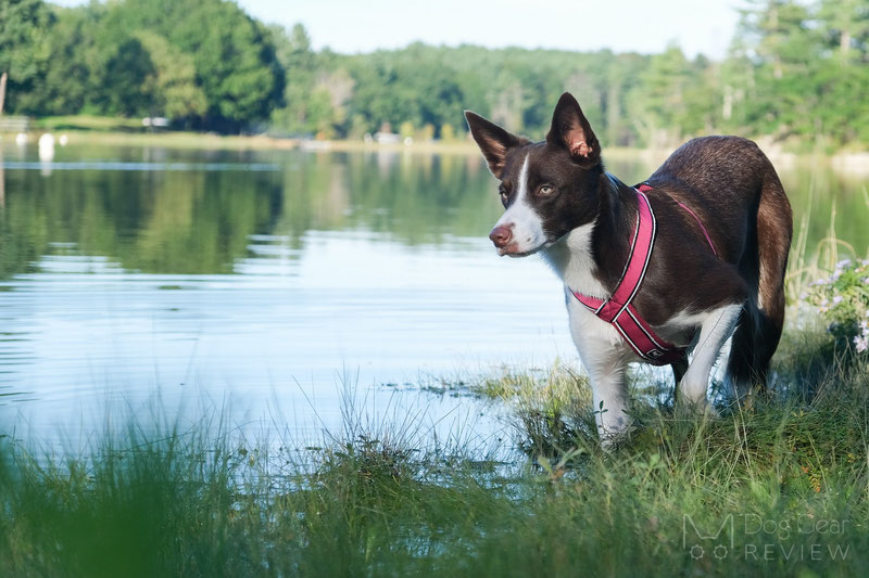 Didog Y-Front Harness Review | Dog Gear Review