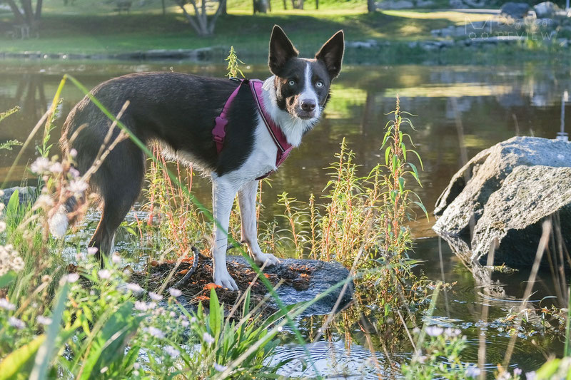 Didog Y-Front Harness Review | Dog Gear Review