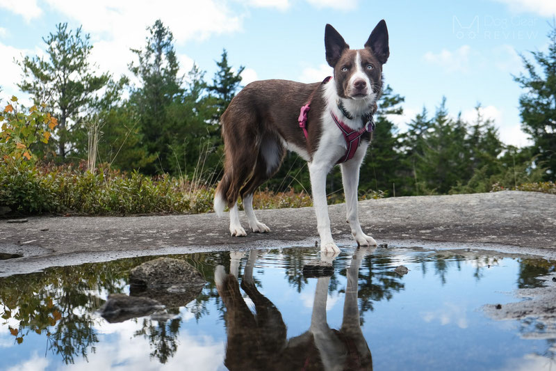 Didog Y-Front Harness Review | Dog Gear Review