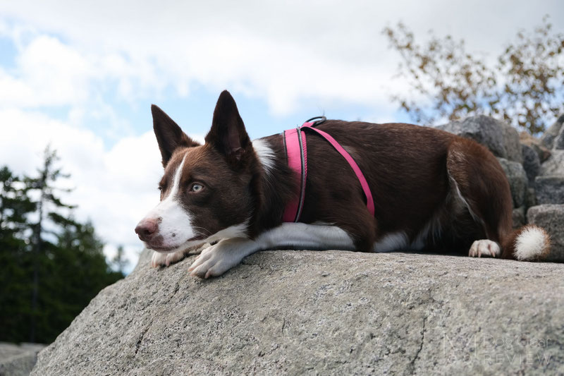 Didog Y-Front Harness Review | Dog Gear Review