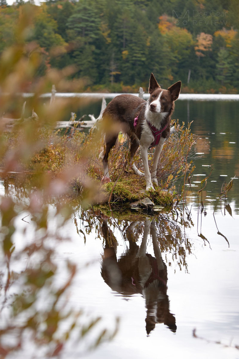 Didog Y-Front Harness Review | Dog Gear Review