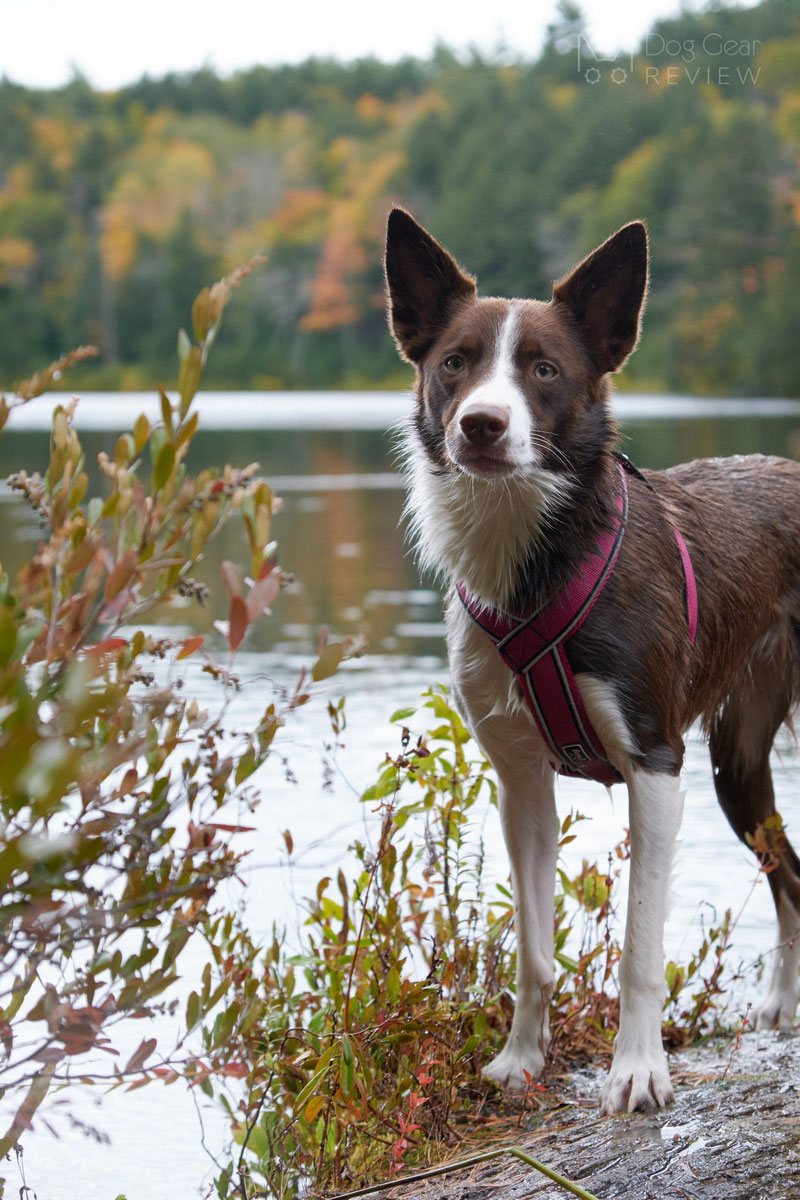 Didog Y-Front Harness Review | Dog Gear Review