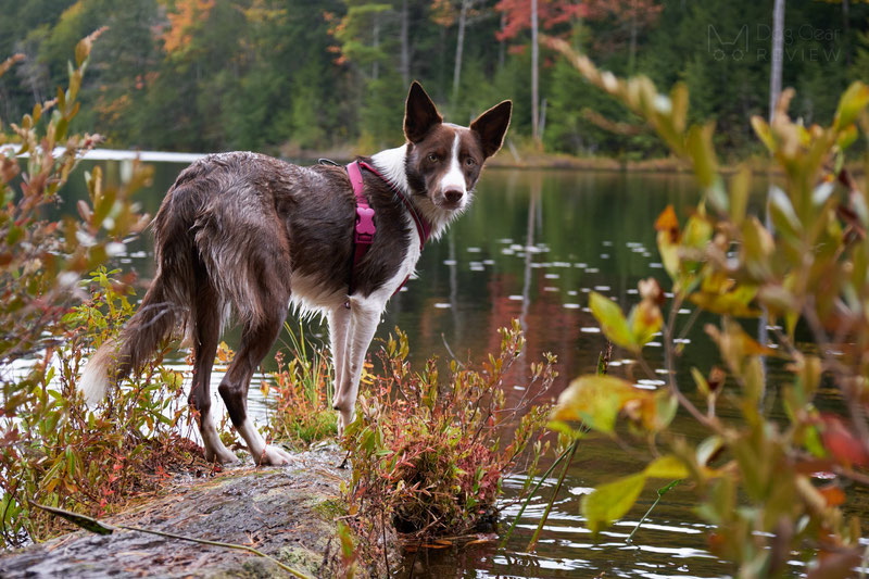 Didog Y-Front Harness Review | Dog Gear Review