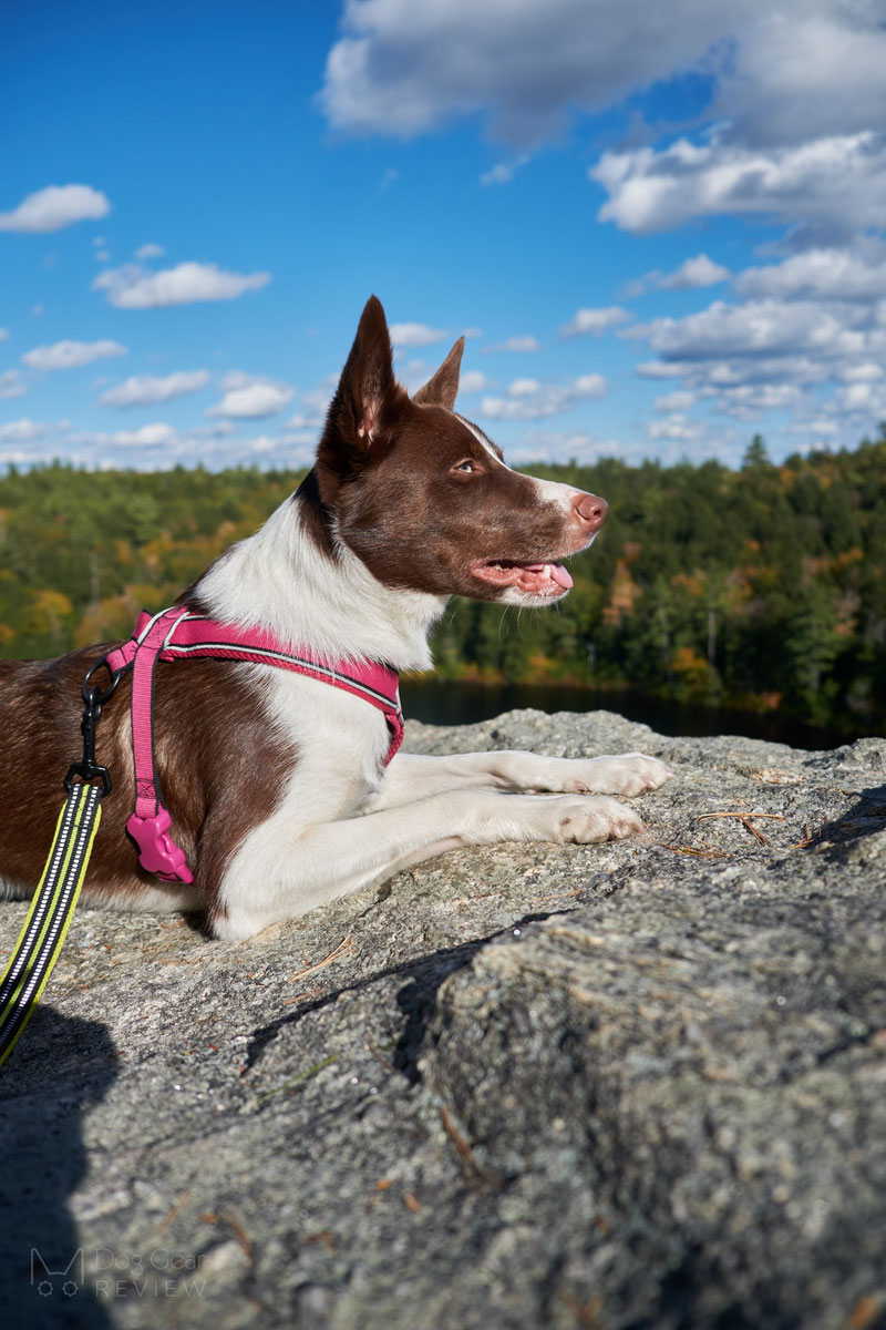 Didog Y-Front Harness Review | Dog Gear Review