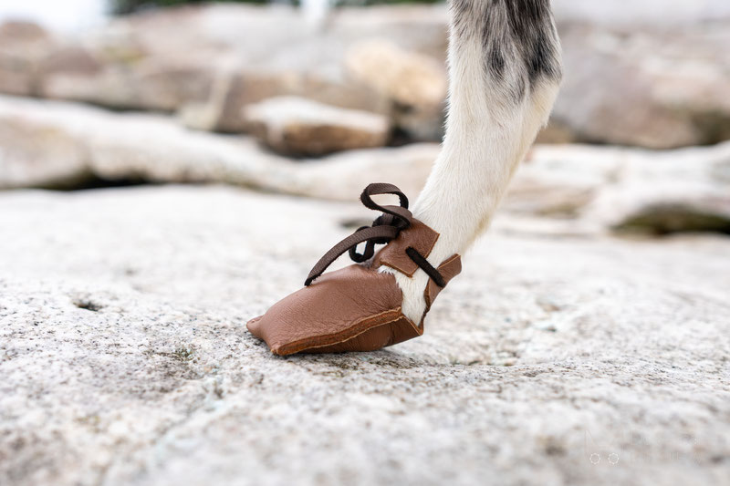  Dog Mocs Review | Dog Gear Review