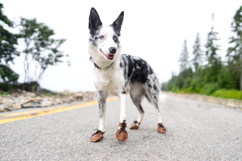  Dog Mocs Review | Dog Gear Review