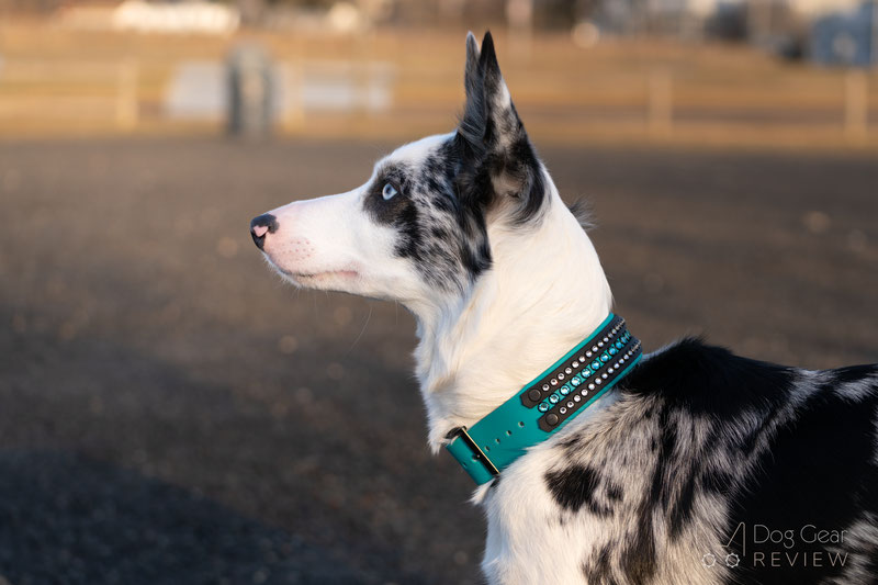 Dog Nerd Designs - Crystal Biothane Collar Review | Dog Gear Review