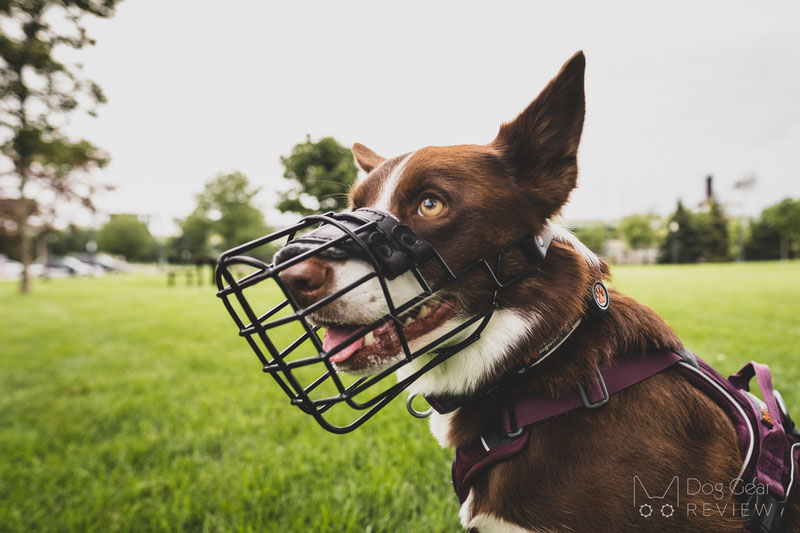 Dean and tyler shop wire basket muzzle