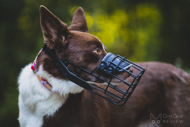 Dean and tyler wire hotsell basket muzzle