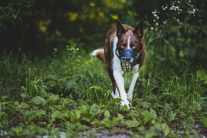 Dean & Tyler Freedom Winter Muzzle Review | Dog Gear Review