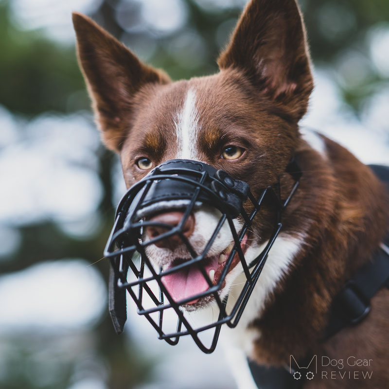 Dean and tyler shop wire basket muzzle