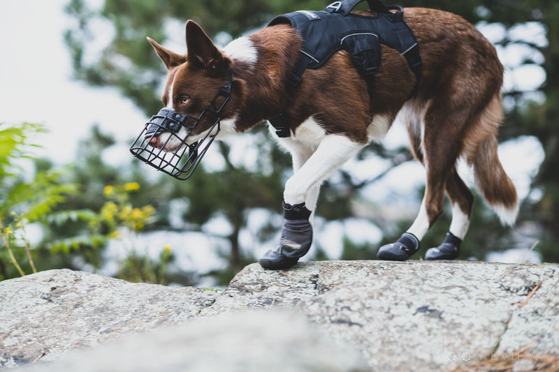 Dean & Tyler Freedom Winter Muzzle Review | Dog Gear Review