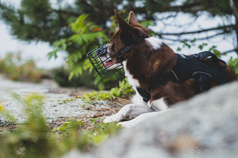 Dean & Tyler Freedom Winter Muzzle Review | Dog Gear Review