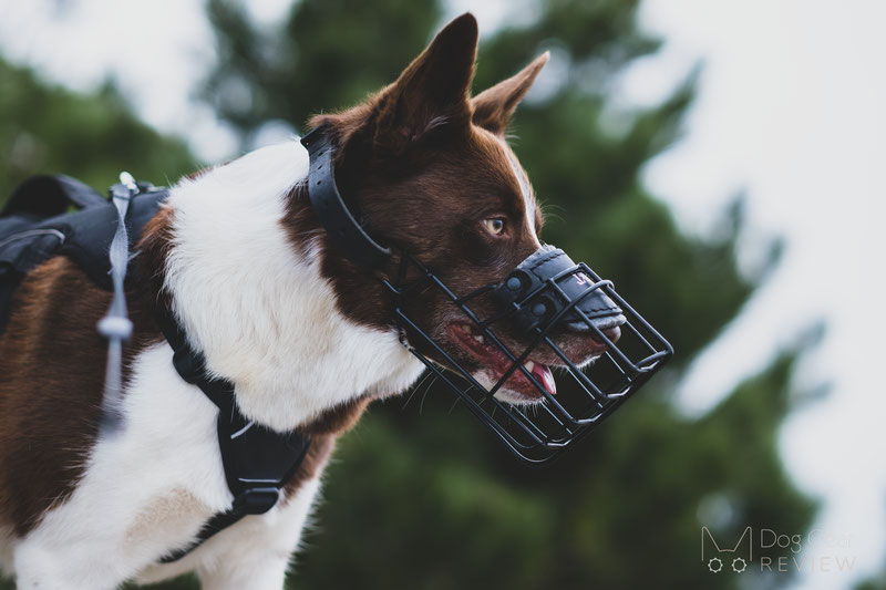 Dean & Tyler Royal Basket Leather Muzzle English Bulldog :84203212