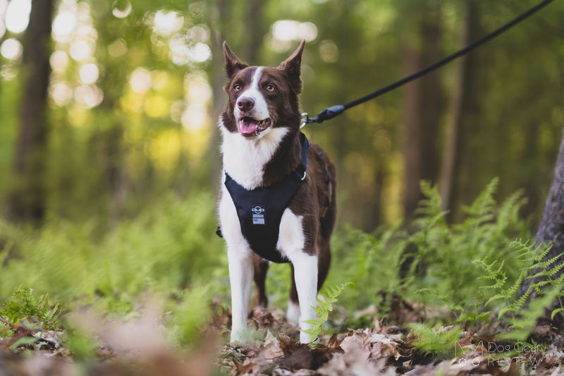 DUO 'American Adapt' Security Dog Harness Review | Dog Gear Review