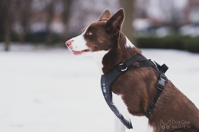 DUO 'American Adapt' Security Dog Harness Review | Dog Gear Review