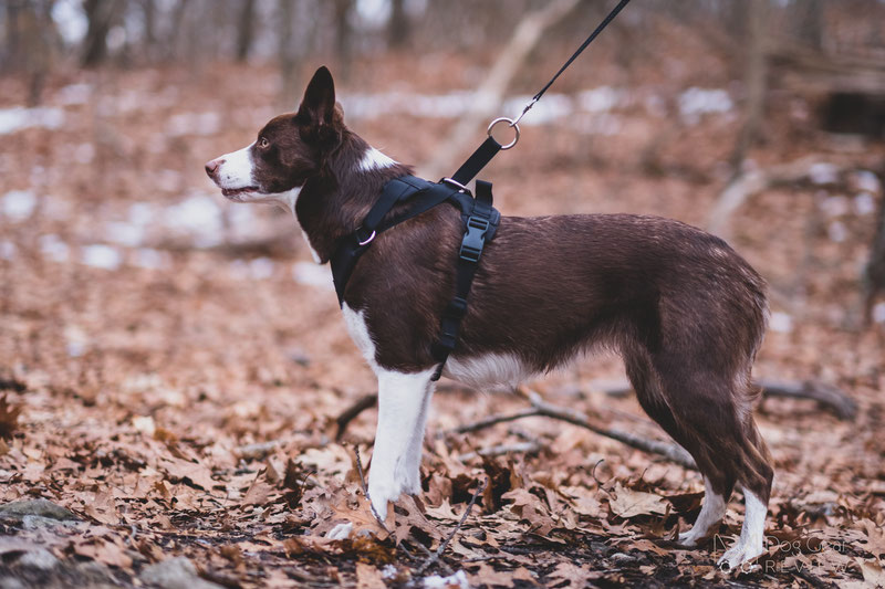 DUO 'American Adapt' Security Dog Harness Review | Dog Gear Review