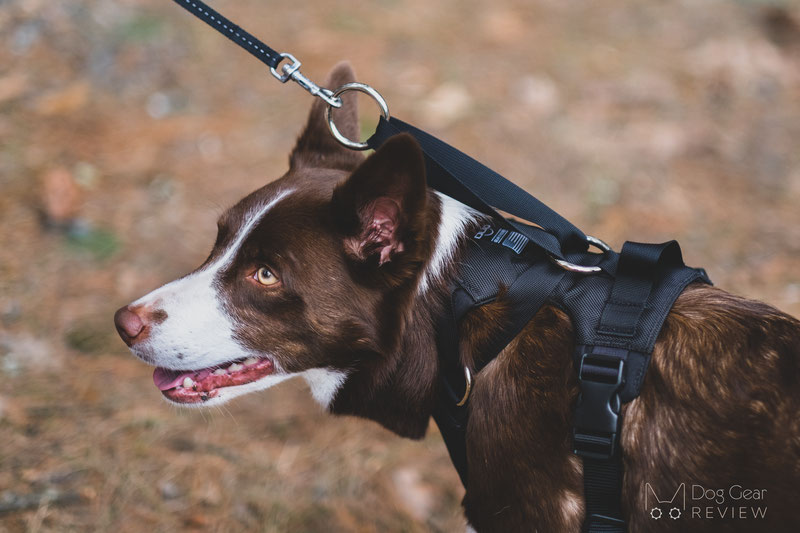 DUO 'American Adapt' Security Dog Harness Review | Dog Gear Review