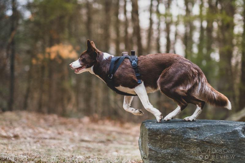 DUO 'American Adapt' Security Dog Harness Review | Dog Gear Review