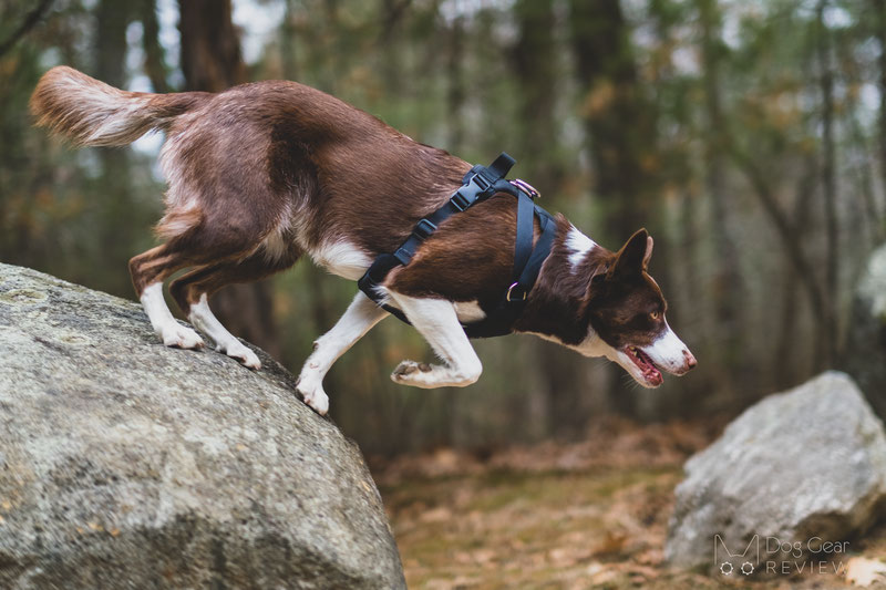 DUO 'American Adapt' Security Dog Harness Review | Dog Gear Review