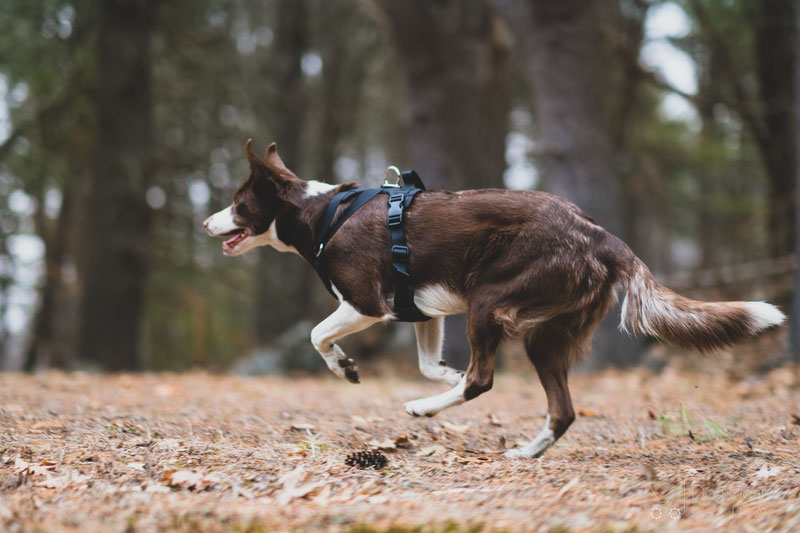 DUO 'American Adapt' Security Dog Harness Review | Dog Gear Review