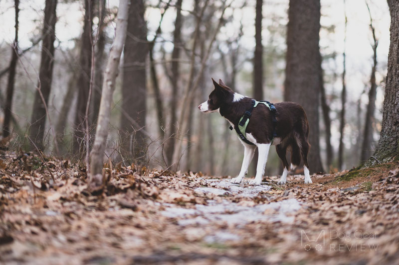 DUO 'American Eclipse' Adventure Dog Harness Review | Dog Gear Review