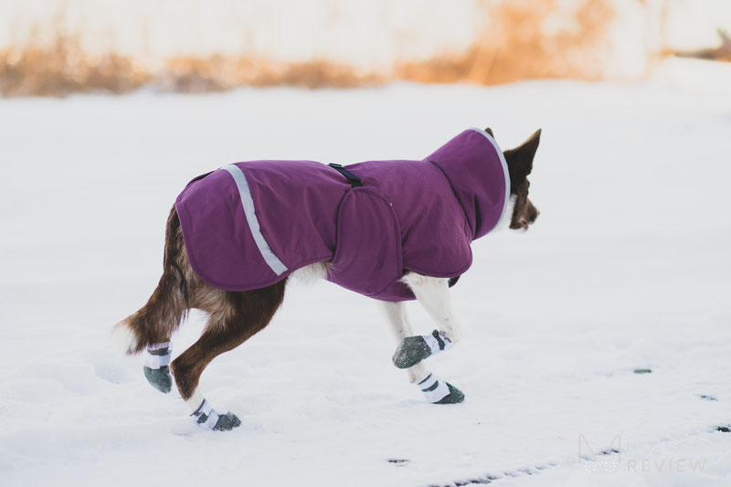 DogWear Adventure Winter Boots Review | Dog Gear Review