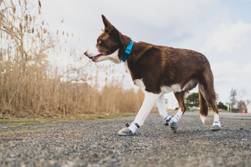 DogWear Adventure Winter Boots Review | Dog Gear Review