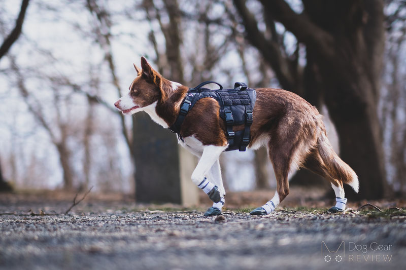 DogWear Adventure Winter Boots Review | Dog Gear Review